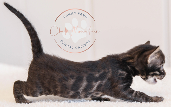 Bengal kitten for sale